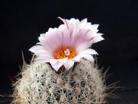 Thumbnail of 1578_Turbinicarpus knuthianus_20120414(1).JPG